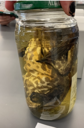 <p>Lithobates catesbeianus</p><p>Bullfrog</p><p>Not assessed</p><p>Family Ranidae</p><p>Dorsolateral folds are around the tamanum instead of down the body</p><p>Summer breeding</p><p>Yellow throats</p><p>Biggest frog specimen in North America</p><p>Eats everything: frogs, snakes, birds, etc</p><p>Green, love, or yellow, brown</p><p>Belley may be pure white or mottles grey.</p><p>Crossbands but may be blotched on some individuals.</p>