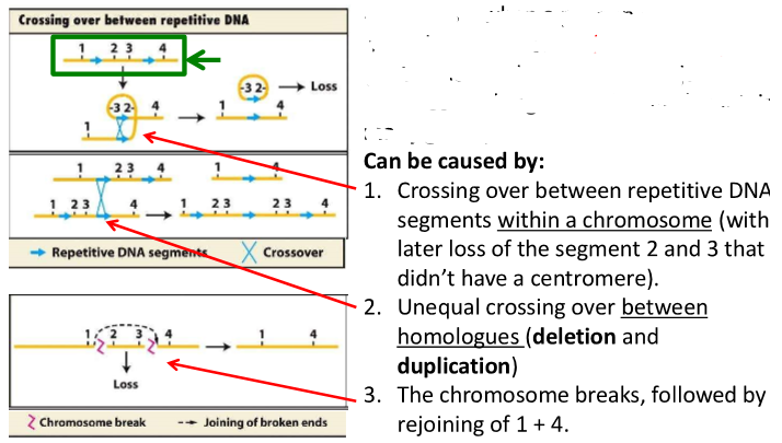 <p>these chromosomes are homologous</p>