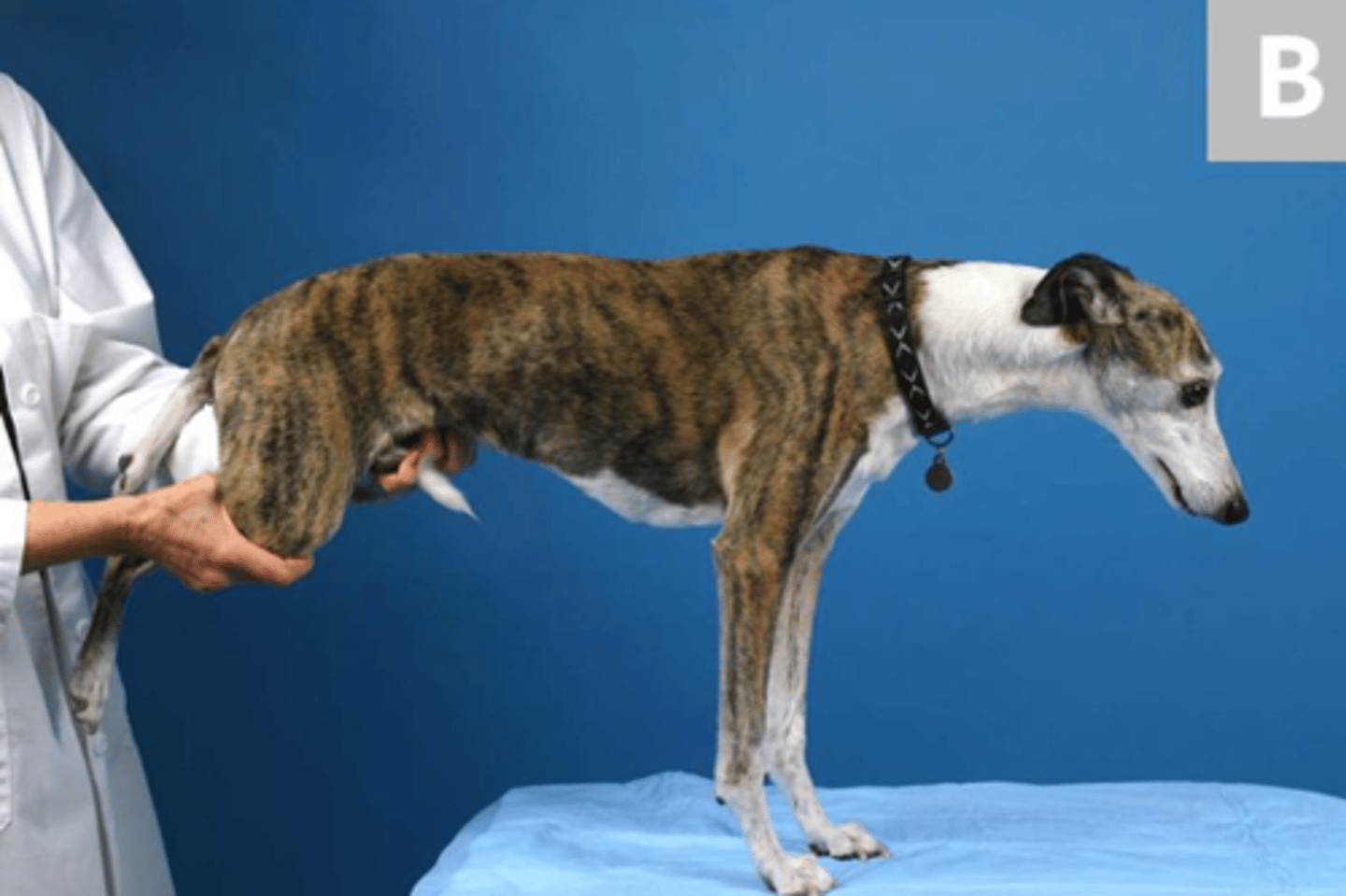 <p>what is this postural reaction test called? what is the expected result of a healthy animal?</p>