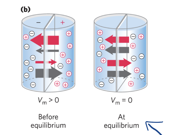 <ul><li><p>difference of charge separated by permeable membrane</p></li></ul><p></p><p><u>produces a force that:</u></p><p>opposes ion movements that increase Vm</p><p>drives movements that reduce Vm</p><p></p><p></p>
