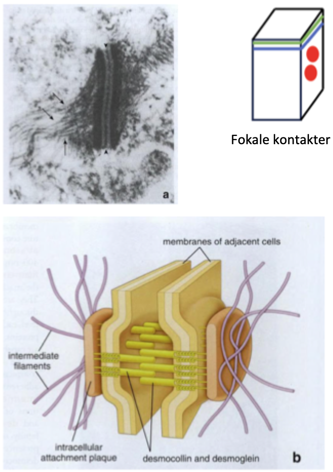 <ul><li><p><span style="font-family: "Times New Roman";"><span>Cirkulære struktur</span></span></p></li><li><p><span style="font-family: "Times New Roman";"><span>Funktion: Trækstyrke via kontakt til cytoskelet (stærk kontakt)</span></span></p></li><li><p><span style="font-family: "Times New Roman";"><span>Bygget af:</span></span></p><ul><li><p><span><span>Transmembrane proteiner: </span></span><span style="font-family: "Times New Roman";"><strong><span>desmoglein</span></strong><span> og </span><strong><span>desmocollin</span></strong><span> (cadheriner)</span></span></p></li><li><p><span style="font-family: "Times New Roman";"><span>Plaqueprotein: Desmoplakin og plakoglobin (binder til intermediære filamenter)</span></span></p></li></ul></li><li><p><span style="font-family: "Times New Roman";"><span>Forankrer </span><strong><span>intermediære filamenter</span></strong></span></p></li></ul><p></p>