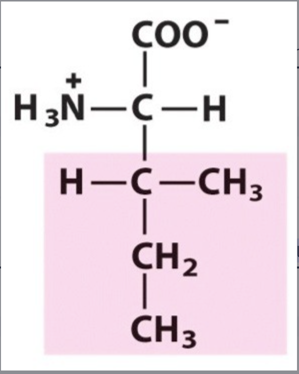 <p>Ile / I. pKa Neutral. IP: 6,02. Unpolar, hydrophobic.</p>