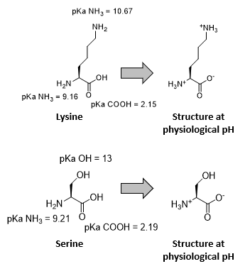 <ul><li><p>Refers to whether the R group gains or loses H⁺ at a given pH</p></li><li><p>Each ionisable side chain has its own pKa, which determines the pH at which it gains or loses H<sup>+</sup></p></li></ul><p></p>