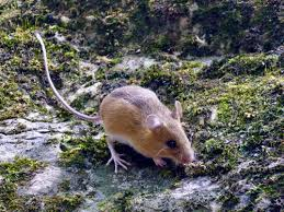 <p>jumping mice</p><ul><li><p><span style="background-color: transparent;"><span>Very long hind limbs and tails.&nbsp;</span></span></p></li><li><p><span style="background-color: transparent;"><span>Nocturnal, omnivorous, hibernates for a long time. Mostly solitary, great jumpers, found in mesic or wetland habitats.</span></span></p></li></ul><p></p>