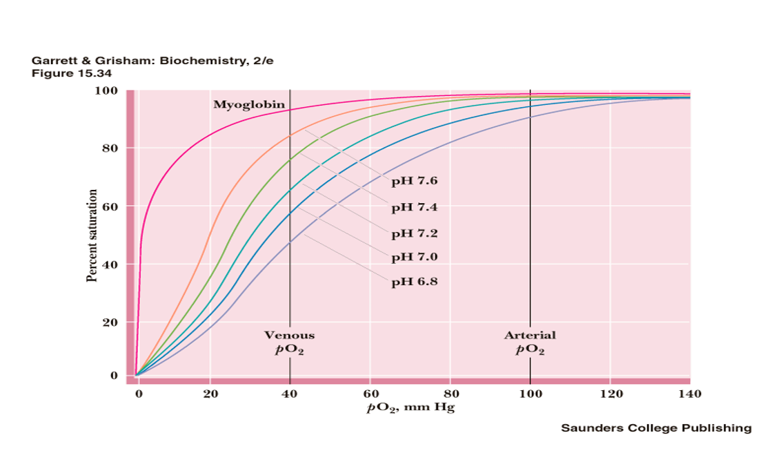 <p><strong>we see a right shift!! </strong></p><ul><li><p><strong>Hb has a lower O2 affinity </strong></p></li><li><p><strong>(THE OPPOSITE OCCURS IN THE LUNGS)</strong></p></li><li><p><sub>(note: myoglobin is unaffected)</sub></p></li></ul><p></p><p></p>
