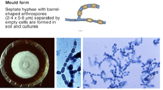 <p>Septate hyphae which fragments into arthroconidia with barrel shaped arthrospores </p>
