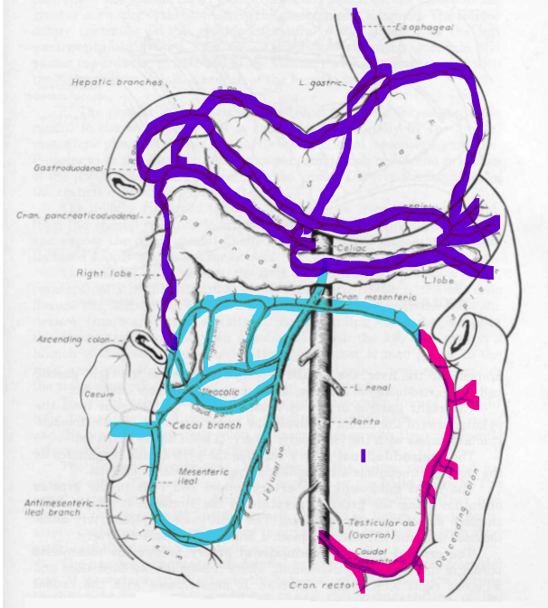 <p>What BV is represented by the pink line?</p>