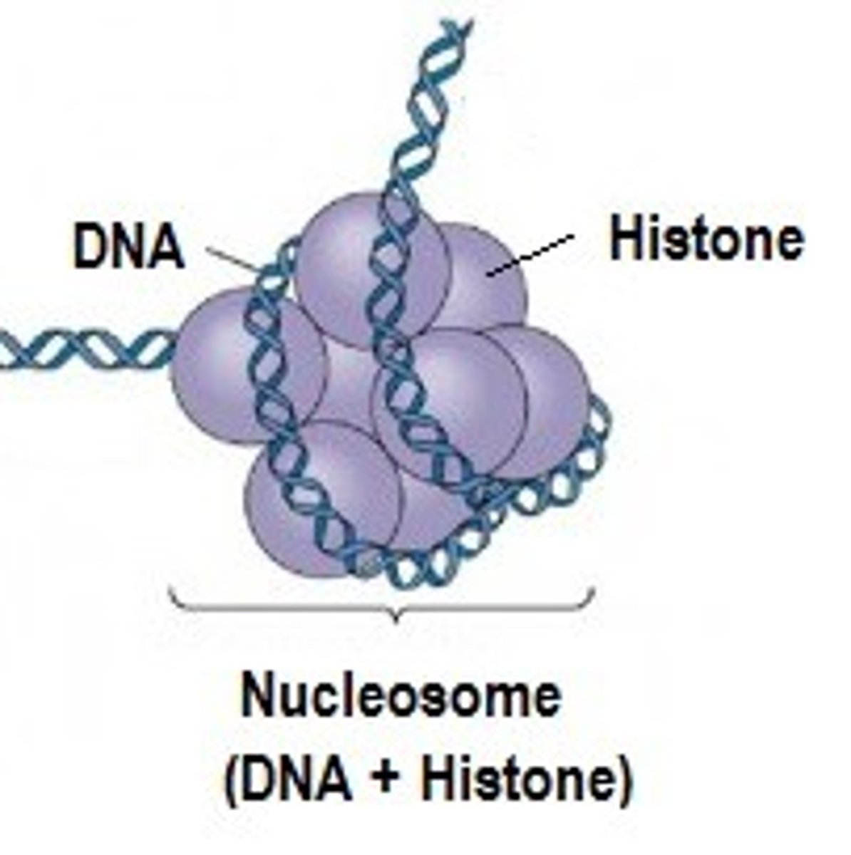 <p>A nucleosome us 145bp DNA wrapped around "core particle" containing</p><p>- 2 molecules of histone H2A</p><p>- 2 molecules of histone H2B</p><p>- 2 molecules of histone H3</p><p>- 2 molecules of histone H4</p><p>Nucleosomes can be thought of as subunits of chromosomes and chromatin</p>