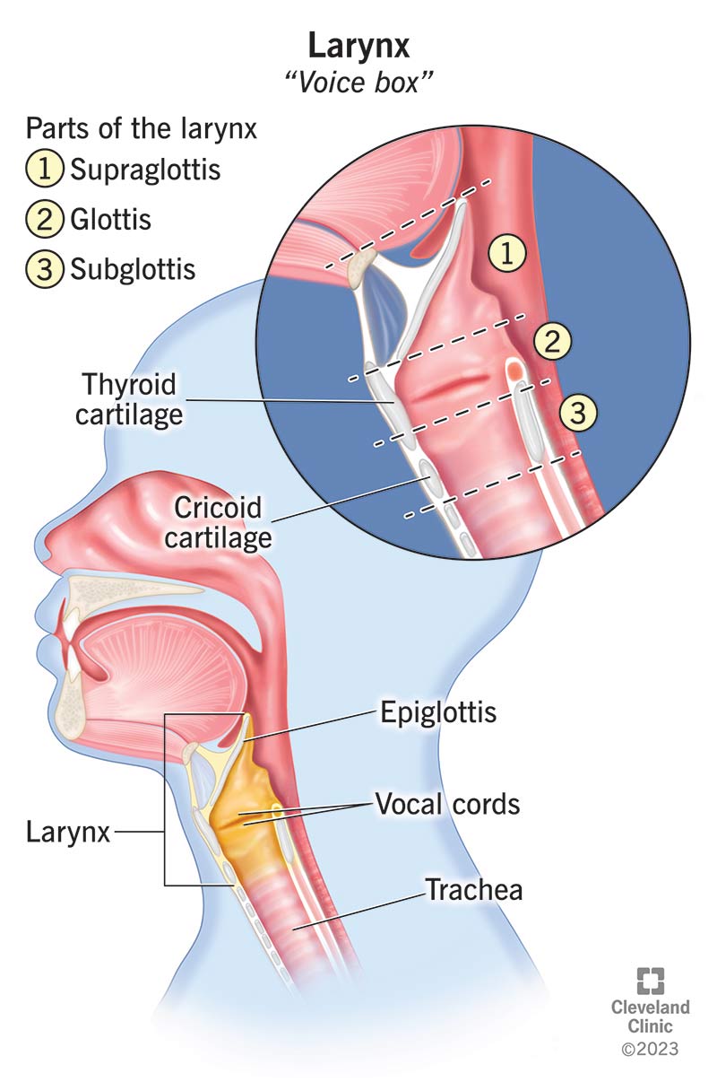 <p>the hollow muscular organ forming an air passage to the lungs and holding the vocal cords in humans and other mammals; the voice box</p>