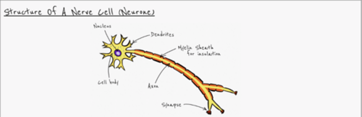 <p>Nucleus <br>Cell body<br>Dendrites<br>Myelin Sheath for insulation<br>Axon<br>Synapse</p>