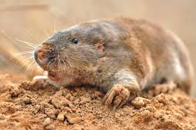 <p>Pocket gophers</p><ul><li><p><span style="background-color: transparent;"><span>Has fusiform bodies, are fossorial, reduced visual and auditory, but enhanced tactile and olfactory. Have large digging claws and torso. Also loose skin and short fur.&nbsp;</span></span></p></li><li><p><span style="background-color: transparent;"><span>Eat roots and tubers. Have extensive tunnel systems. Big ecosystem engineers that maintain meadows.</span></span></p></li></ul><p></p>