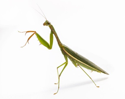 Identify Phylum, subphylum, class, and species