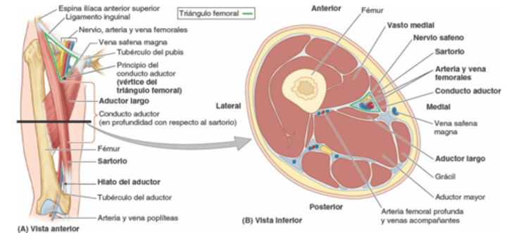 <p>Basate en esta imagen para explicar todos los aspectos relevantes del conducto del aductor</p>