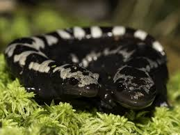 <p>Ambystoma opacum </p>