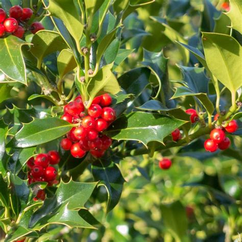 <p><strong>Holly</strong></p><p>Lifecycle, Flower, Leaves, Design, Use in the Garden</p>