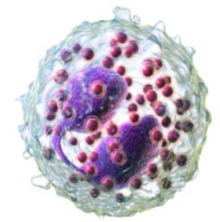 <p>Which granulocyte is described:</p><ul><li><p>Nuclei</p><ul><li><p>Bilobed</p></li></ul></li></ul><ul><li><p>Attack and destroy <strong>eukaryotic</strong> <strong>pathogens</strong></p><ul><li><p>Granules with digestive enzymes, toxic proteins, inflammatory chemicals</p></li></ul></li><li><p>Associated with <strong>inflammation </strong>&amp; <strong>allergies</strong></p></li></ul><ul><li><p>1-3% of WBC</p></li></ul><p></p>