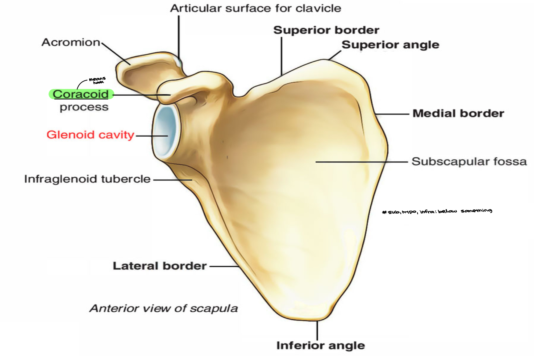 <ul><li><p><strong>A **separated shoulder,</strong> also known as **<strong><em><u>acromioclavicular</u></em></strong> joint injury is a common injury to the **AC joint. The AC joint is located at the <strong><em><u>outer</u></em></strong> end of the <strong><em><u>clavicle</u></em></strong> (“<strong><em>cleido”</em></strong>) where it attaches to the <strong><em><u>acromion</u></em></strong> of the <strong><em><u>scapula</u></em></strong>&nbsp;</p><ul><li><p>clavicle is the most commonly broken bone in human body&nbsp;</p></li><li><p>dad went hunting, went off road, broke clavicle, never got it fixed b/c of orthopedic surgeon</p></li><li><p>next year he breaks ankle while filling a feeder… wet, fell on rock wrong&nbsp;→ got it fixed but kept screws in&nbsp;</p></li></ul></li><li><p><strong><em>**A dislocated shoulder</em></strong> is trauma to the <strong><em>**GH joint**</em></strong>- Glenohumeral Joint = humerus and glenoid fossa </p></li><li><p>Symptoms include non-radiating pain which may make it difficult to move the shoulder&nbsp;</p></li><li><p>The presence of swelling or <strong><em>Contusion = **bruising (damaged blood vessel… RBCs being broken down… Fe2+ (in hemoglobin) must be dealt with)</em></strong> and a deformity in the shoulder is also common depending on how severe the dislocation is. <strong><em>Ref: color change</em></strong></p><ul><li><p>will change color b/c of repairing of blood vessels and b/c iron is being dealt w/, can’t let it float around hazardly&nbsp;</p></li></ul></li></ul><p></p>