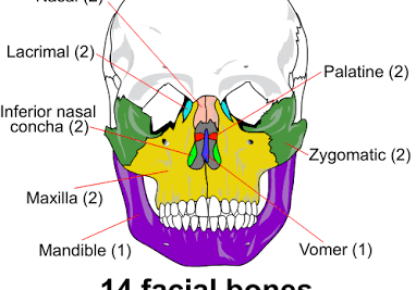 <p>are paired bones form the posterior aspect of the hard palate as well as the lateral wall of the nasal cavity </p><p>small part of the floor of the orbit.</p>