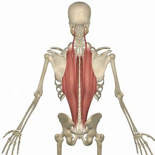 <p>primary extensors of vertebral column</p><p>origin is lower back, insertion is upwards</p>