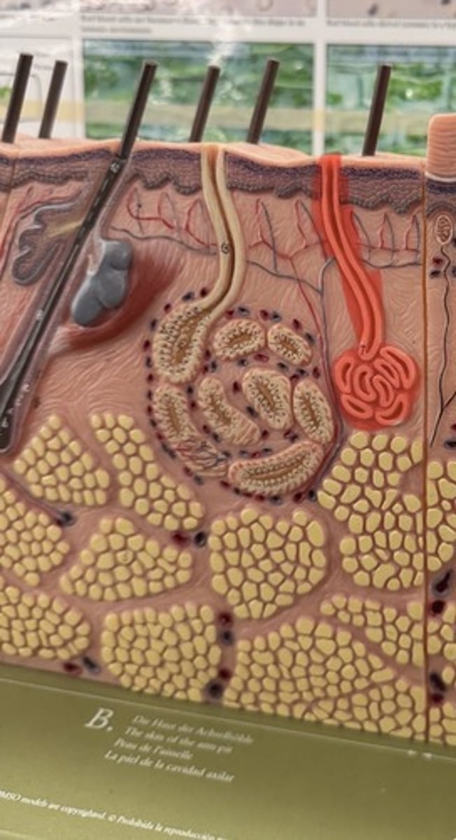 <p>Secretes sweat for thermoregulation</p>