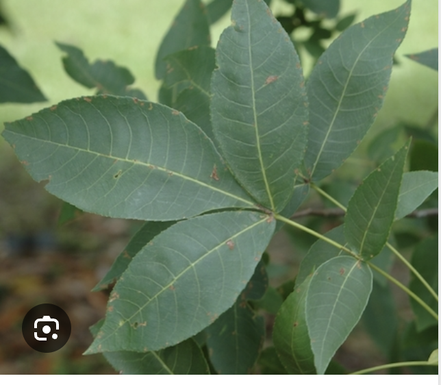 <p>Pignut hickory</p>