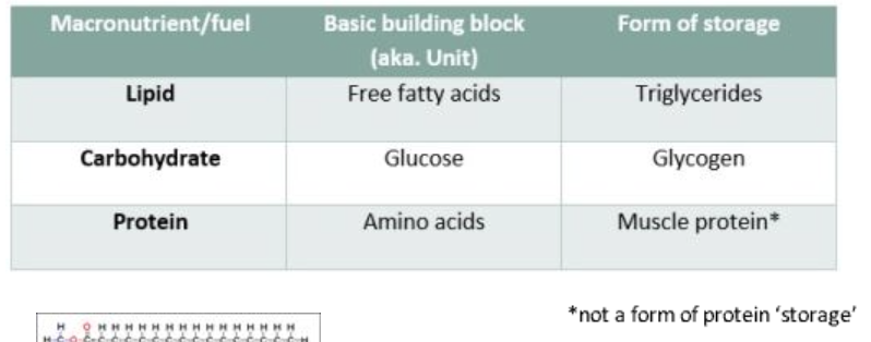 <ol><li><p><strong>Carbohydrates (sugars)</strong></p></li><li><p><strong>Lipids (fats)</strong></p></li><li><p><strong>Proteins</strong></p></li></ol><p></p>
