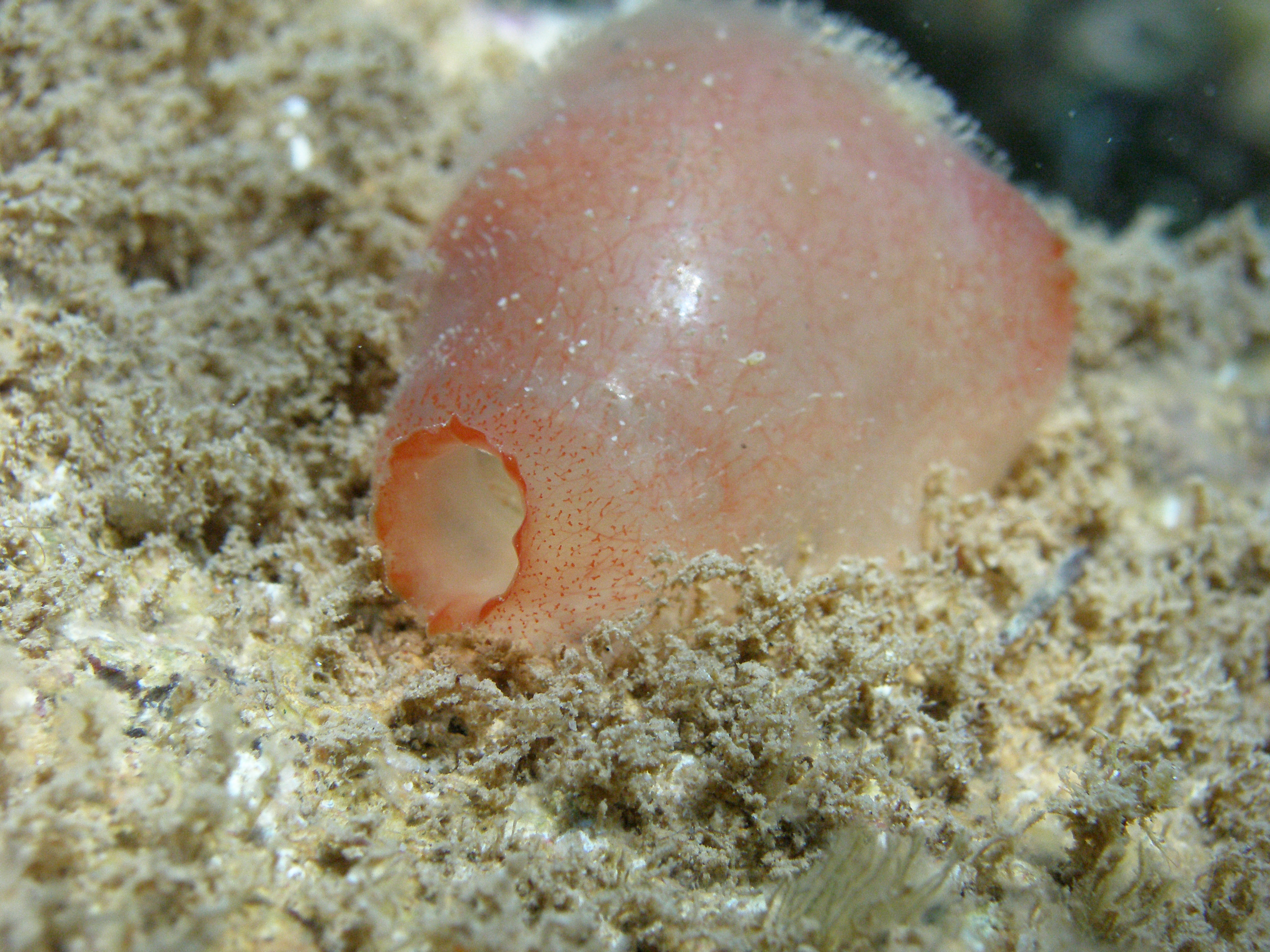 <p>Ascidia</p>
