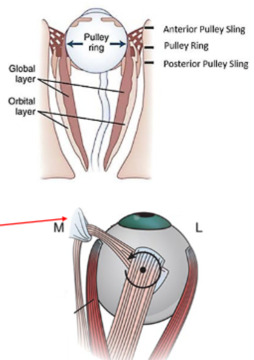 <p>What are EOM pulleys and their function?</p>