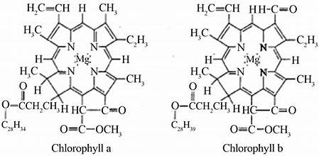 <ul><li><p>hydrophilic head - Mg2+ at centre of porphyrin ring</p></li><li><p>hydrophobic tail - hydrocarbon chain anchors molecules into chloroplast membrane</p></li></ul><p></p>