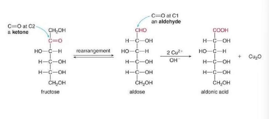 <ul><li><p>ketone carbonyl group has to form an aldose and then be oxidized to a carboxylic acid using Benedict’s regent</p></li><li><p>requires Cu²+ and OH</p></li><li><p>forms carboxylic acid and Cu2O</p></li></ul>