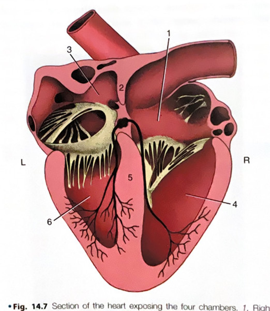 <p>What structure is #2?</p>