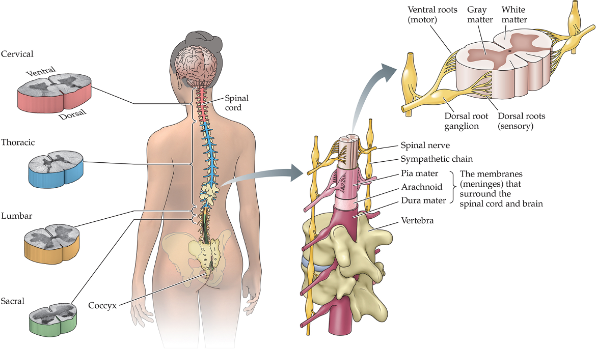 <p>Spinal Nerves: 31 pairs of nerves that act as the communication pathway between the CNS and the rest of the body - 8 cervical, 12 thoracic, 5 lumbar, 5 sacral, and 1 coccygeal</p>