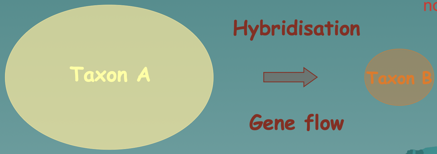 <ul><li><p>The result of the continent-island model coupled with hybridization The asymmetric gene flow and hybridization cause the smaller taxa to lose its genetic identity.</p></li><li><p>a gene transfer process between two species, typically as a result of hybridisation and backcrossing</p></li></ul>