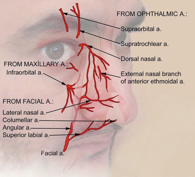 <ul><li><p>Facial artery → Nasal Branches</p></li><li><p>Maxillary artery → Infraorbital branches</p></li><li><p>Internal Carotid Artery (ICA) → Ophthalmic branches</p></li></ul><p></p>