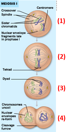 <ol><li><p>Homologous chromosomes synapse to form tetrads</p></li><li><p>Crossing over occurs</p><ul><li><p>exchange of genetic material</p></li><li><p>(1) in pic</p></li></ul></li><li><p>Tetrads align randomly on spindle plate</p><ul><li><p>(2) in pic</p></li></ul></li><li><p>Homologous chromosomes separate &amp; move to opposite poles</p><ul><li><p>Sister chromatids do not separate here!</p></li><li><p>(3) in pic</p></li></ul></li><li><p>Cleavage occurs</p><ul><li><p>(4) in pic</p></li></ul></li></ol><ul><li><p>Result of meiosis I = production of 2 daughter cells</p></li></ul><p></p>