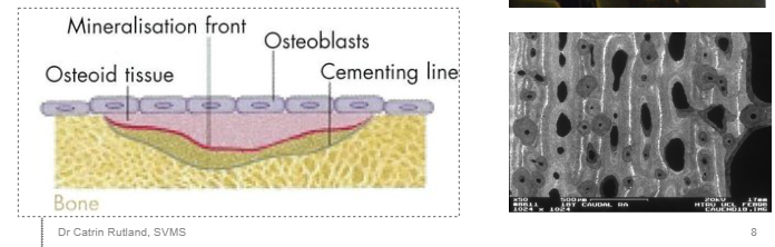 <p>Mineralisation </p><ul><li><p>commences as soon as osteoid is secreted</p></li><li><p>reaches 70-80% final in around 3 weeks (in utero)</p></li><li><p>takes years to complete</p></li></ul><p></p>