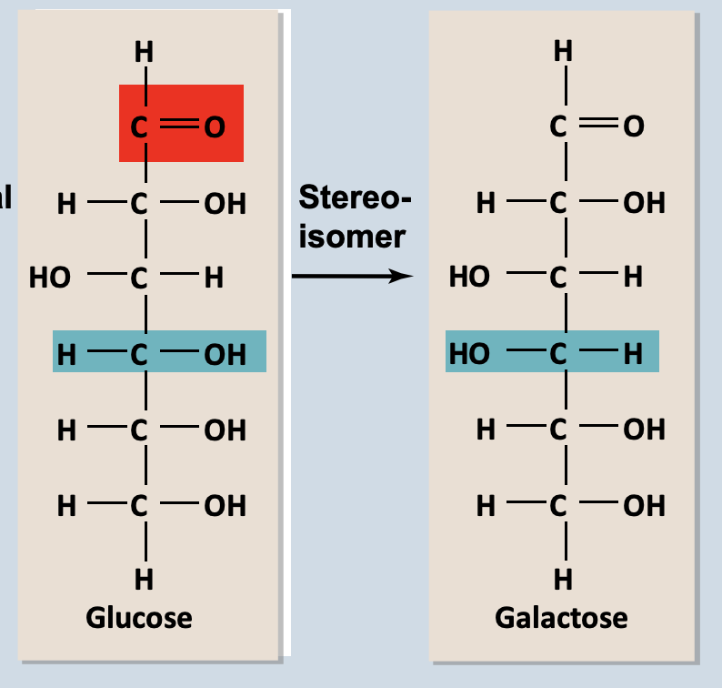 <p>Stereoisomers</p>