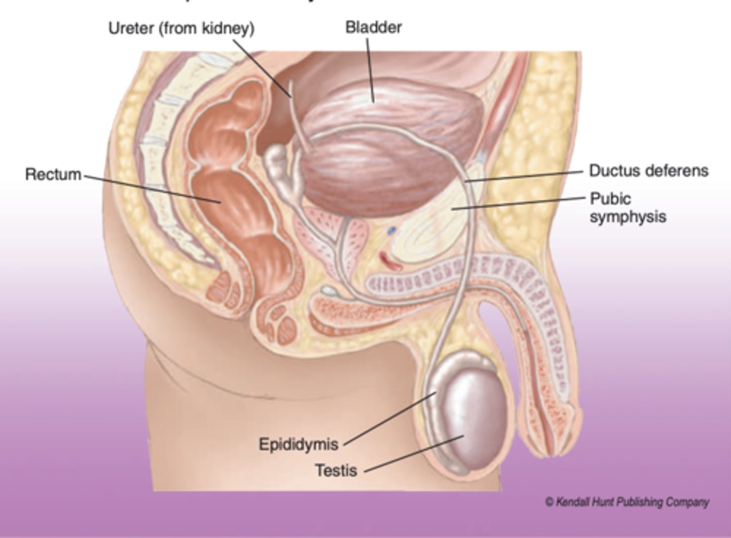 <p>on the posterior surface of each testis</p>