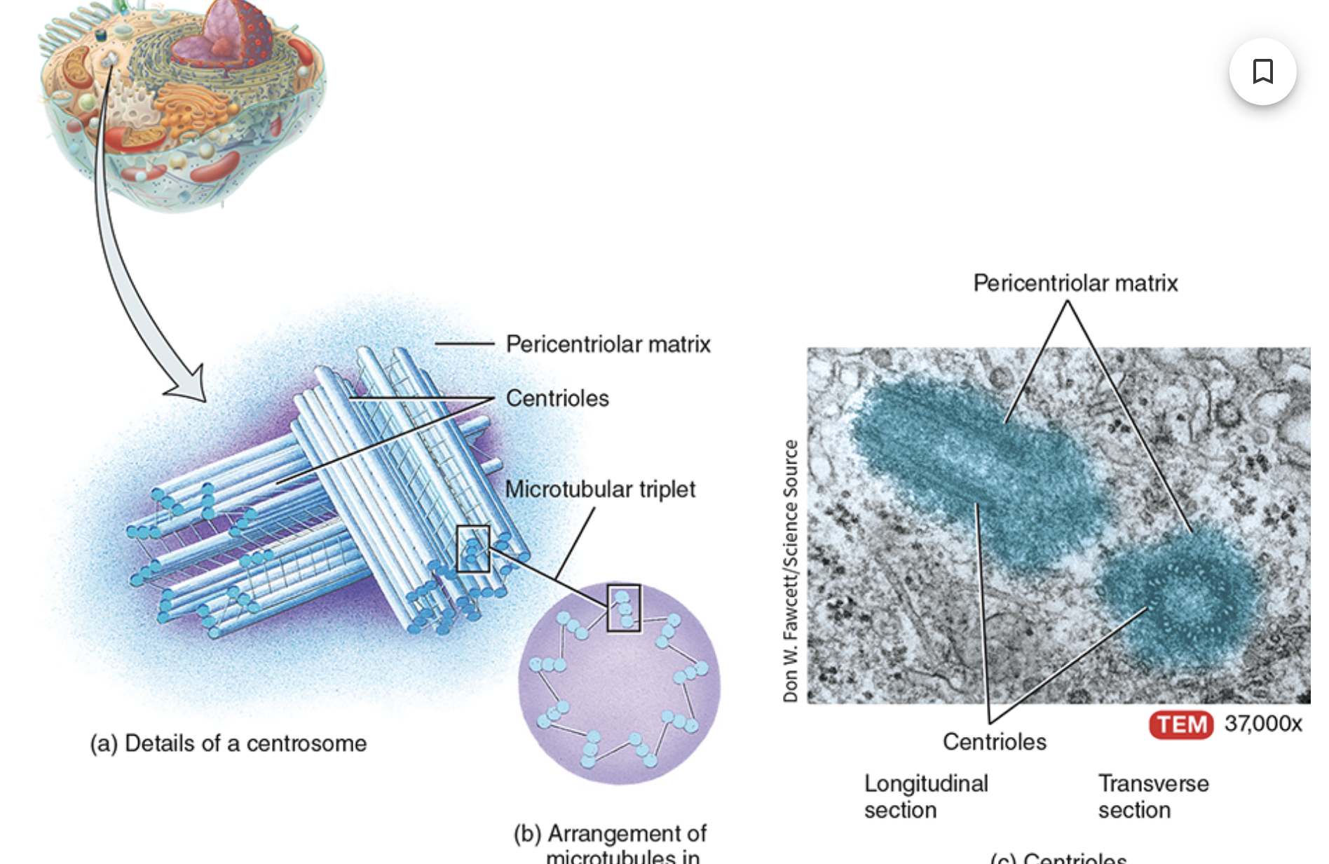 <p>also know as the microtubule organizing center, located near the nucleus, consists of two components: a pair of centrioles and the pericentriolar matrix.</p><ul><li><p>dense areas of the cytoplasm</p></li><li><p>contain centrioles</p><p>-paired</p><p>-right angles</p><p>-organize the microtubules and the spindles during mitosis</p></li></ul>