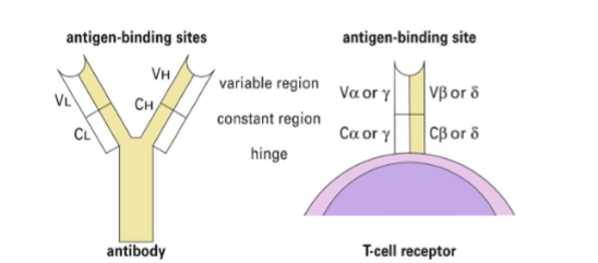 <p>TCR = membrane bound with 1 antigen binding site</p><p>Fab = not membrane bound. Has 2 binding sites</p>