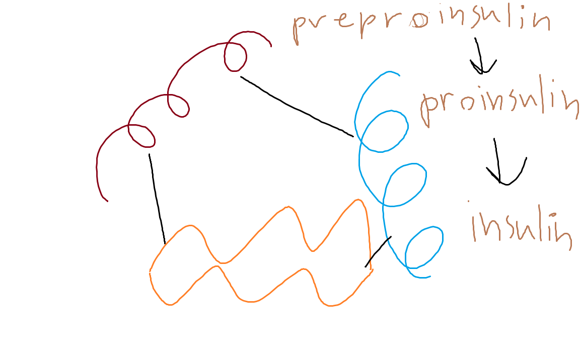<p>More than one amino acid chain</p>