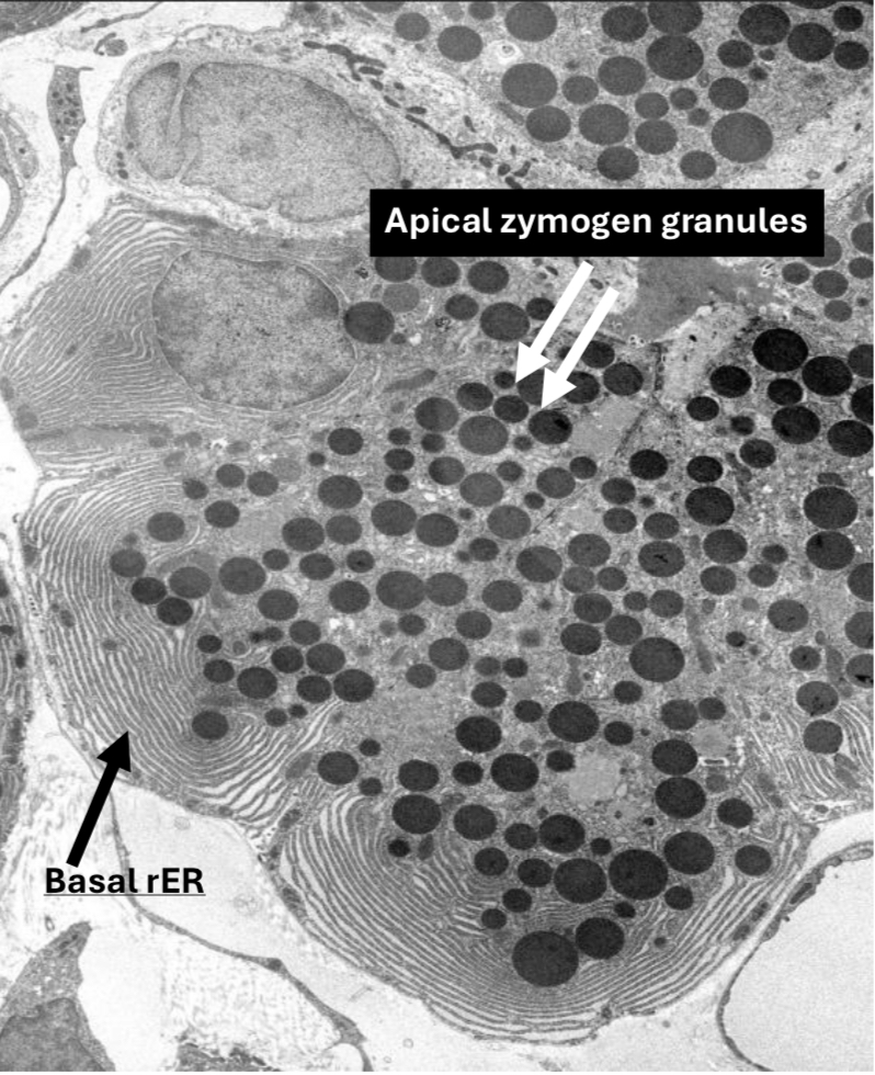 <p>Identification</p>