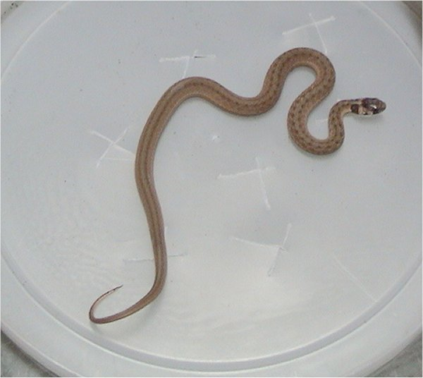 <p><span><span>American brown snakes</span></span></p>