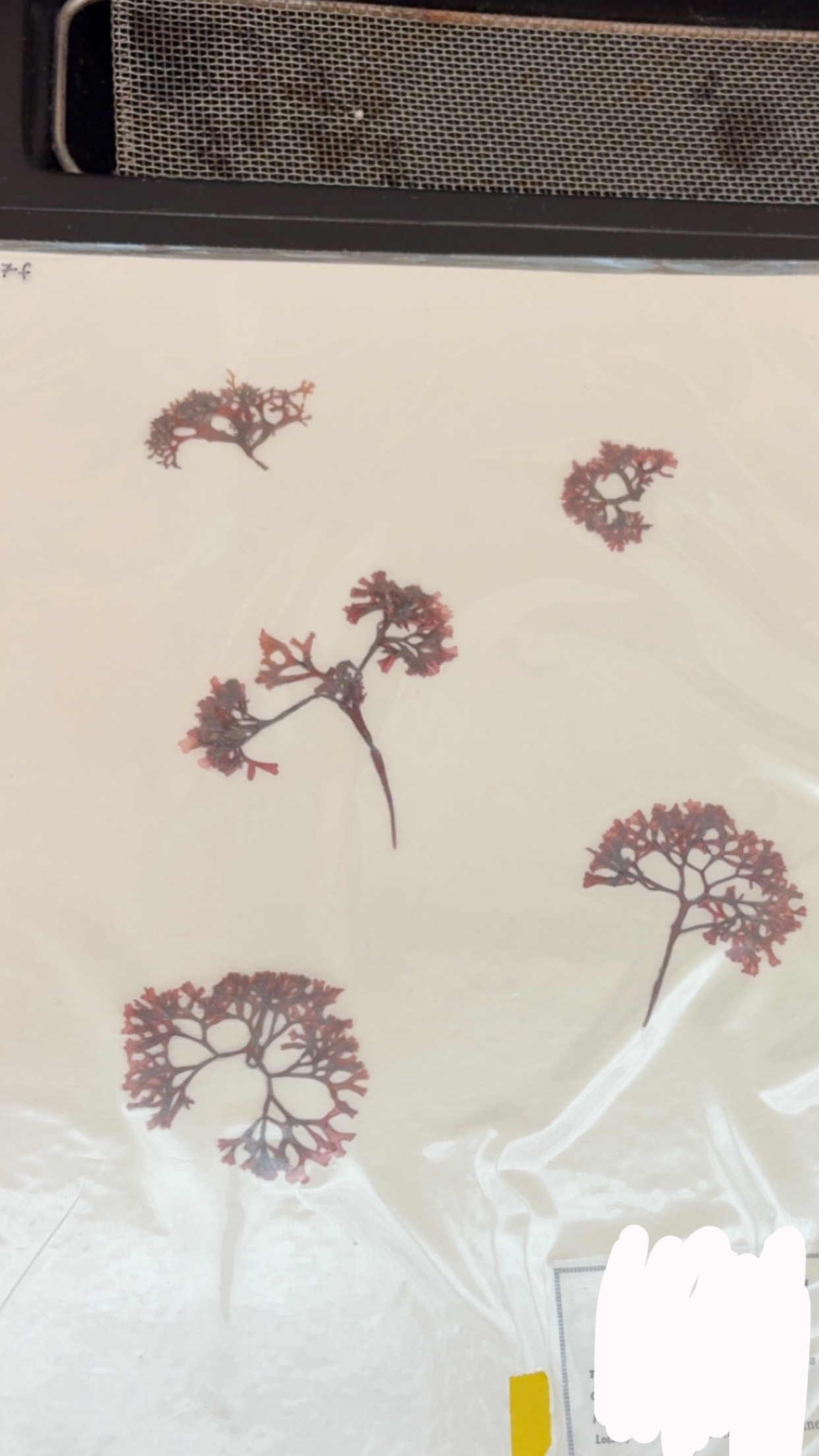 <p>What phylum</p>