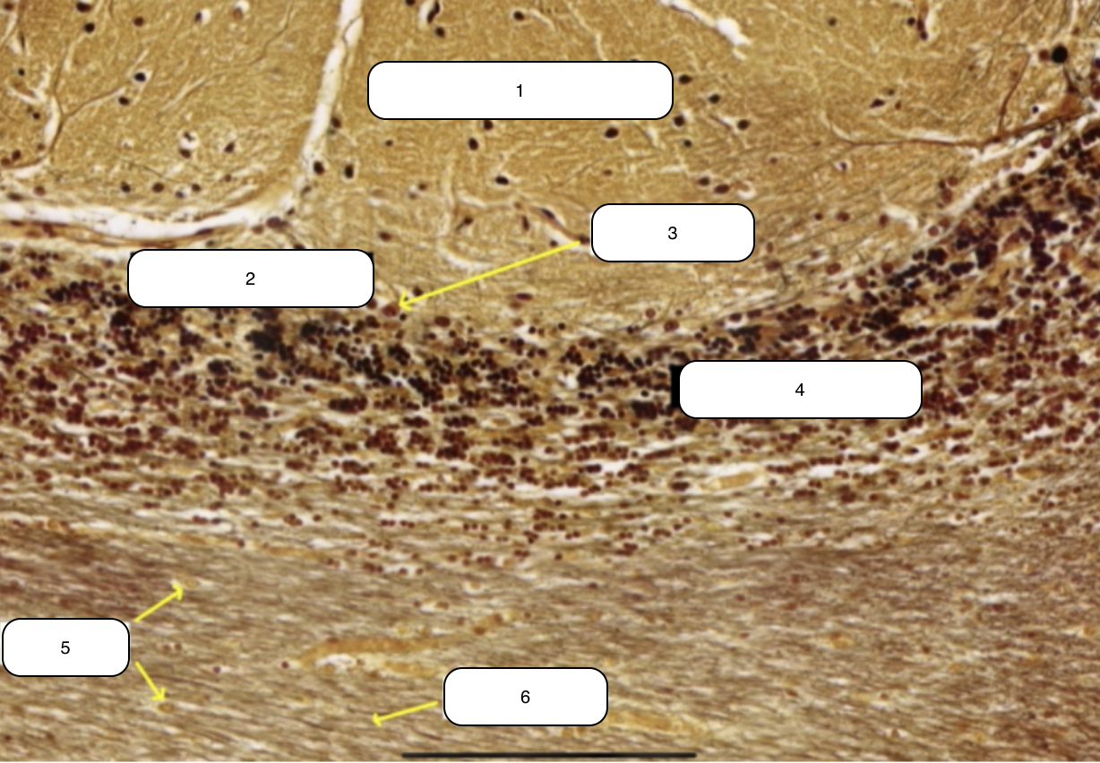 <p>Identify the structure labeled #6</p>