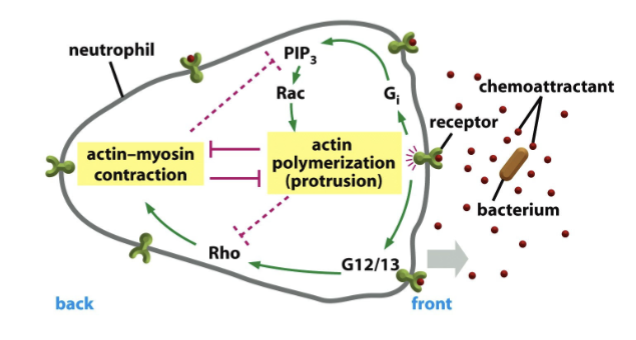 <p>immune cells that polarize to track invasive pathogens; the most common type of white blood cell in the body</p><p></p><p>receptors all around the cell; only at the front of the cell are they bound to chemoattractants that signal + result in actin polymerization; demonstrates internal polarity of signaling in a cell</p>