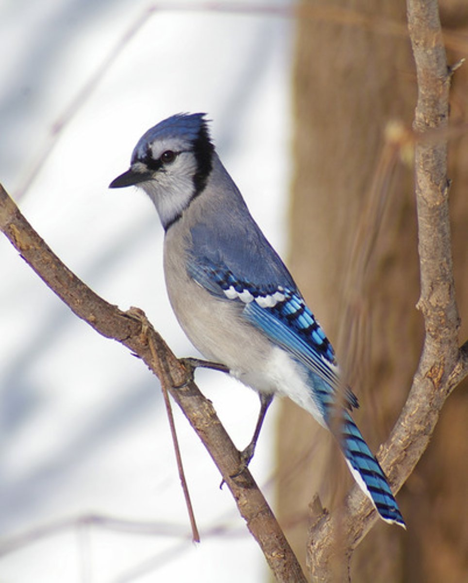 <p>Passeriformes</p><p>White wing marks, blue crest, dark necklace</p>