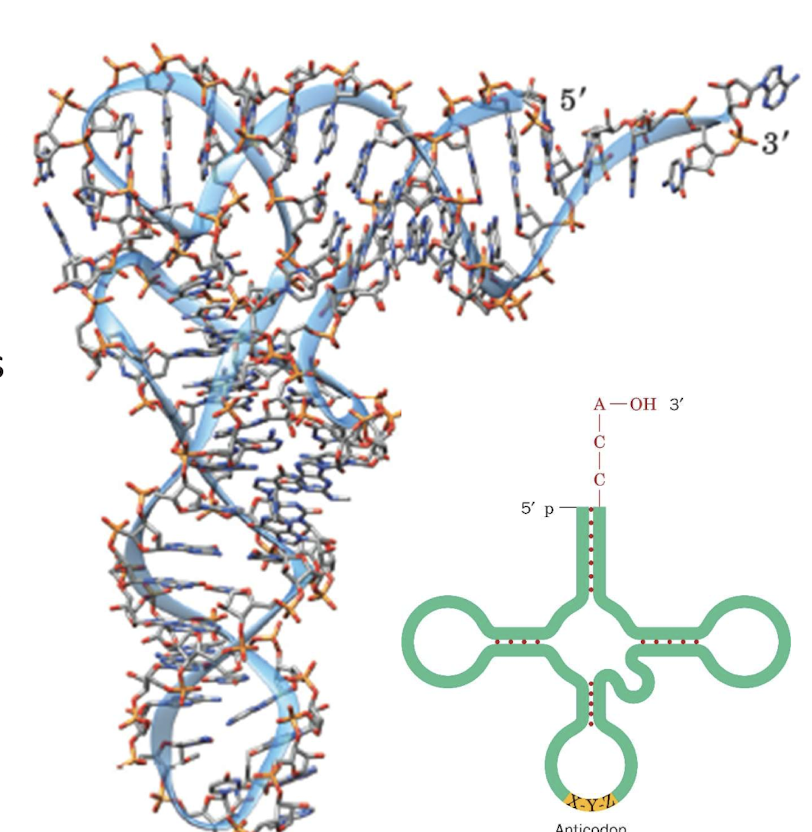 <ul><li><p>tRNAs (transfer RNAs) are approx. 75-bp</p></li><li><p>Secondary structure is&nbsp;“cloverleaf”&nbsp;</p></li><li><p>3D structure in shape of a comma</p></li><li><p>Contains helical stem-loops that fold into compact structure.&nbsp;</p></li></ul><p></p>