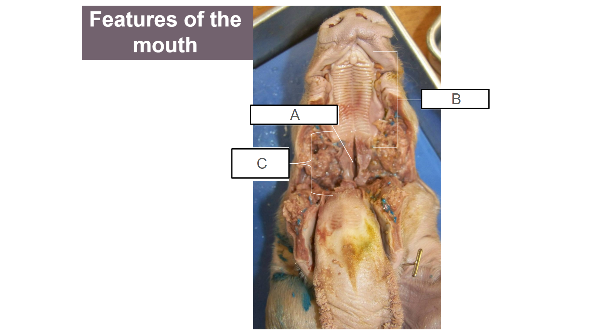 <p>What is C?</p>