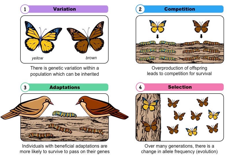 <p>Natural Selection </p>